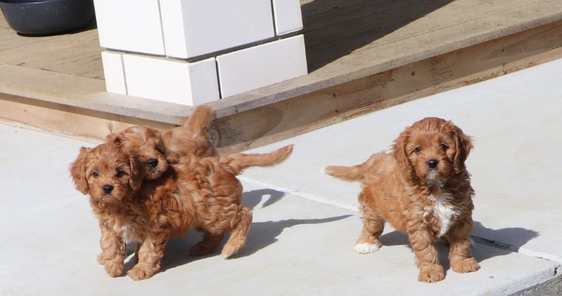 Poodle – Cavoodle puppies looking for homes