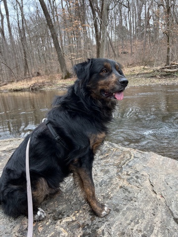 Australian Shepherd – Rehoming my Australian Shepherd