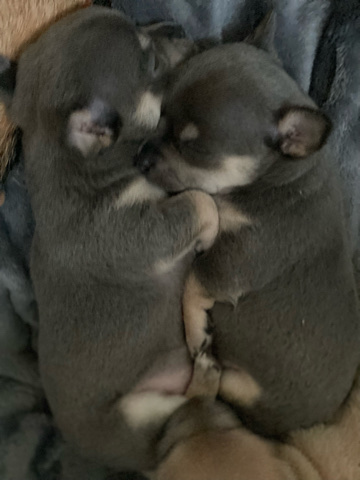 Chihuahua – 2 tri colour girls