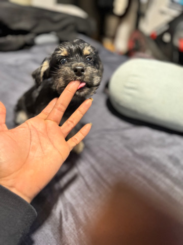 Chihuahua – Meet Sister❤️