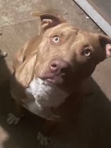 American Pit Bull Terrier – pitbull/bully mix