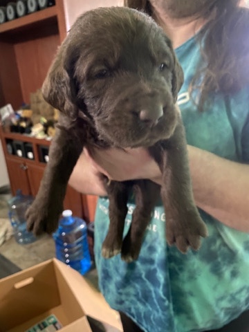 Labrador Retriever – labradoodle puppies