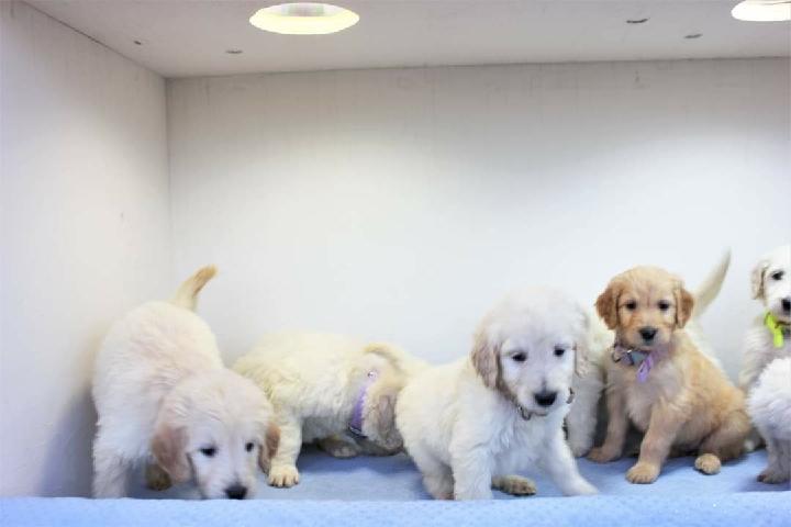 Poodle – F1B Goldendoodles