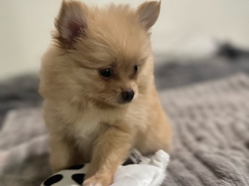 Pomeranian – Female Pomeranian – Avondale