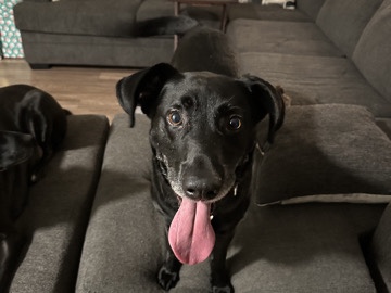 Labrador Retriever - Bundle of Joy on Four Paws  available for adoption in Weirton