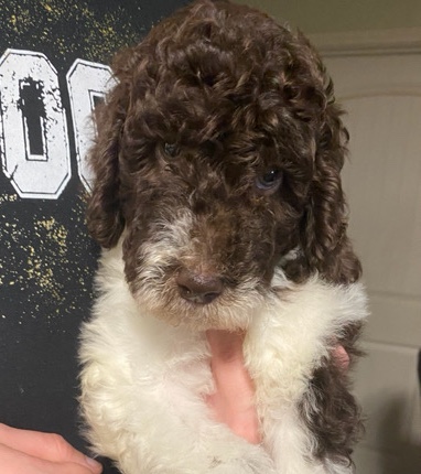 Poodle – AKC Poodles