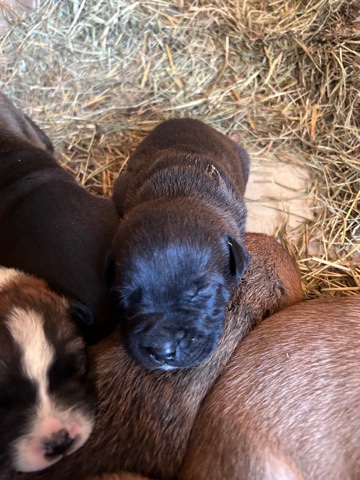 Pit mix puppys