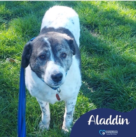 Aladdin