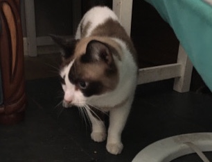 Lovly Female Snow Shoe cat 