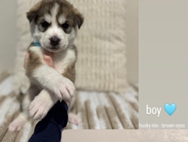 Siberian Husky – Siberian husky terrier – Balch Springs