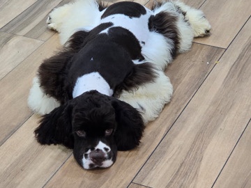 AMERICAN Coker Spainel 