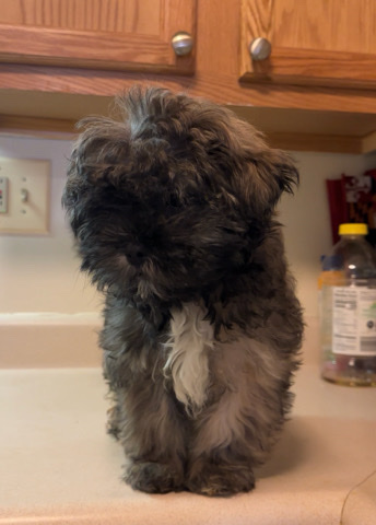 Shih Tzu – Bizzy