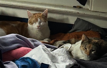Apollo&Patches