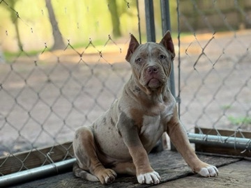 American Pit Bull Terrier – XL bully pup – Salem
