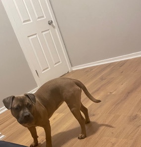 American Pit Bull Terrier – Bella world