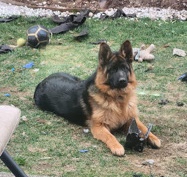 German Shepherd – Sell my beautiful german shepherd female she is very nice friendly