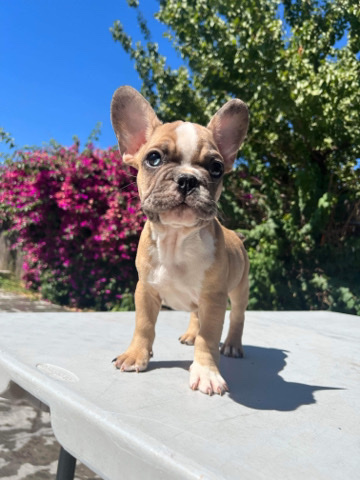 French Bulldog – French bulldog