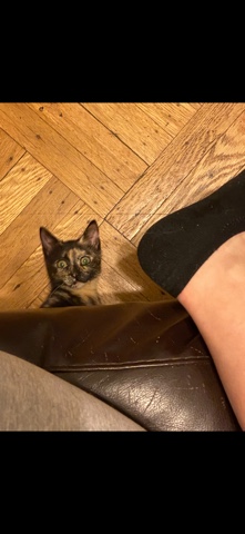 Russian White, Black and Tabby – 7 Week-old tabby kitten for sale for free