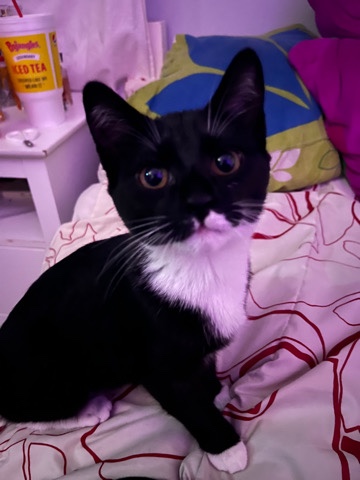 Tuxedo Cat