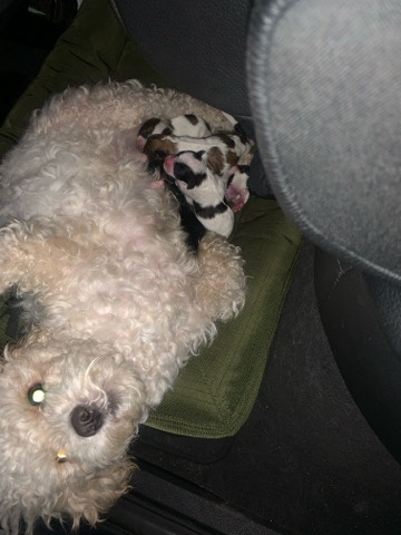 Poodle – beautiful puppy multipoo (Maltese mixed with poodl