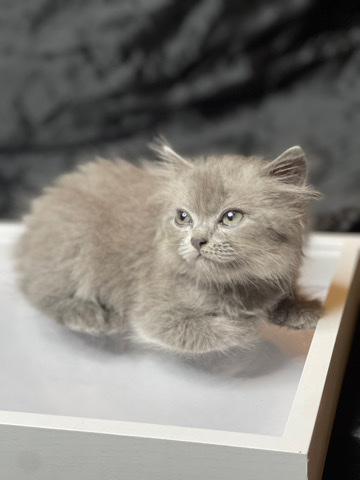 Persian (Modern) – one female kitten left  Persian/British blue