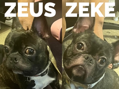 French Bulldog – 2 Male Frenchtons – 1 Year Old Looking for Loving – Bluffton
