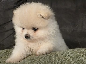 Pomeranian – Zwergspitz Pomeranian Welpen – Geisingen