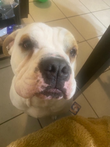 American Bulldog – free dog