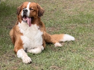 Bernese Mountain Dog – “2-Year-Old Bernese Mountain Dog Looking for Loving Home” – Mississauga