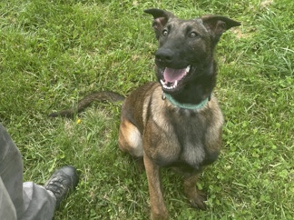 Belgian Shepherd Dog (Malinois) – 2 Belgian Malinois for Sale! – Crittenden