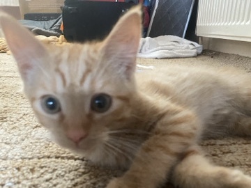 SELLING 2 KITTYS FOR 50 POUNDS – Swindon