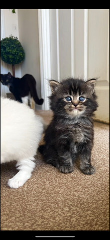 Persian (Modern) – Perdoll Kittens