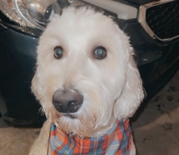 Poodle – Love is Tatum