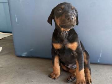 Doberman Pinscher – Doberman puppies-2 females 7 males – Reedley
