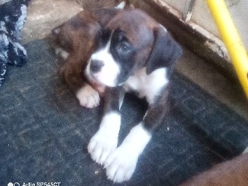 Boxer – Boxer puppy – Anaheim