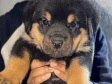 Rottweiler – Rottweiler puppy for sale – Hunsur