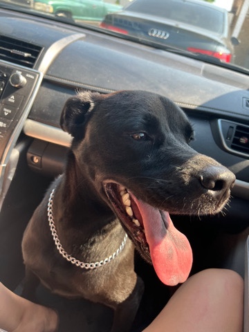 Labrador Retriever – Rehoming Lab Mix