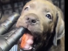 Cane Corso – Cane Corso – Mesquite