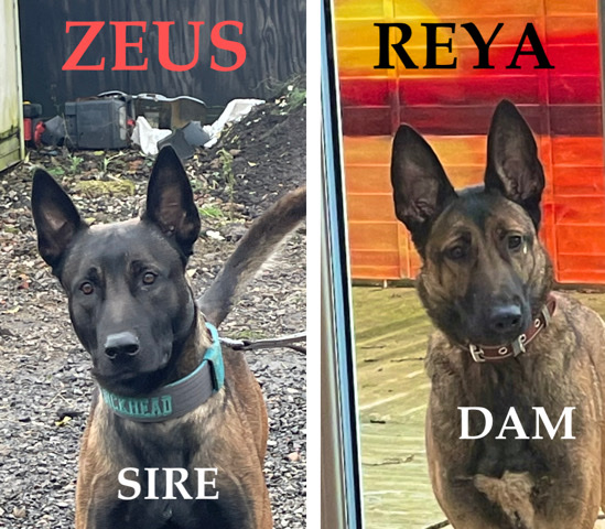 Belgian Shepherd Dog (Malinois) – Belgian malinois x dutch herder - health tested
