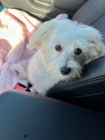 Maltese – PureBred Maltipoo Baby Girl for Sell