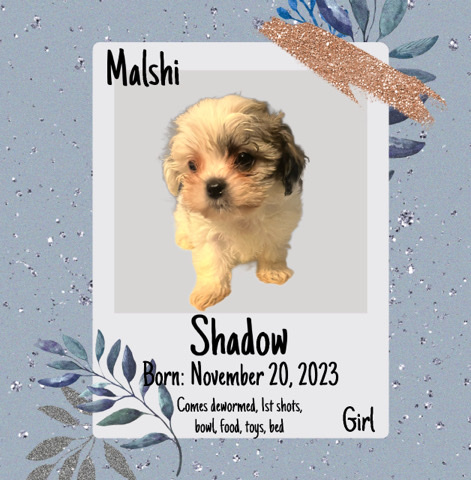 Maltese – Malshi