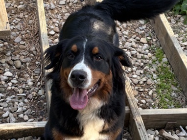 Bear is looking for a loving home