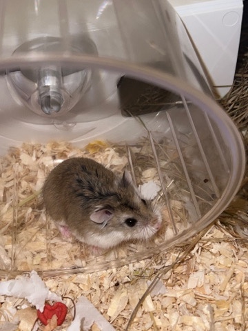 Any – Roborovski dwarf hamsters