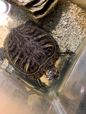 turtle