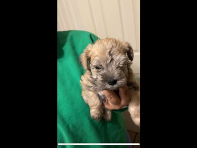 Miniature Schnauzer – Miniature Shnauzer Puppies! – College Station