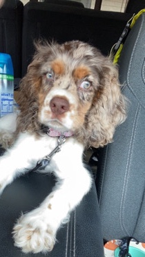 American Cocker Spaniel – AKC female Cocker Spaniel