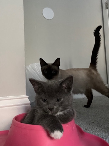 Kitten rehome