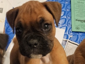 Boxer – boxer puppies – Port Jervis
