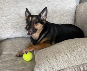 Chihuahua – Corgi / Chihuahua Mix Rehome
