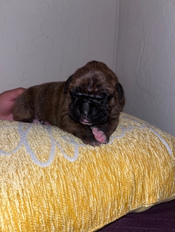 Boxer β Boxer Puppies